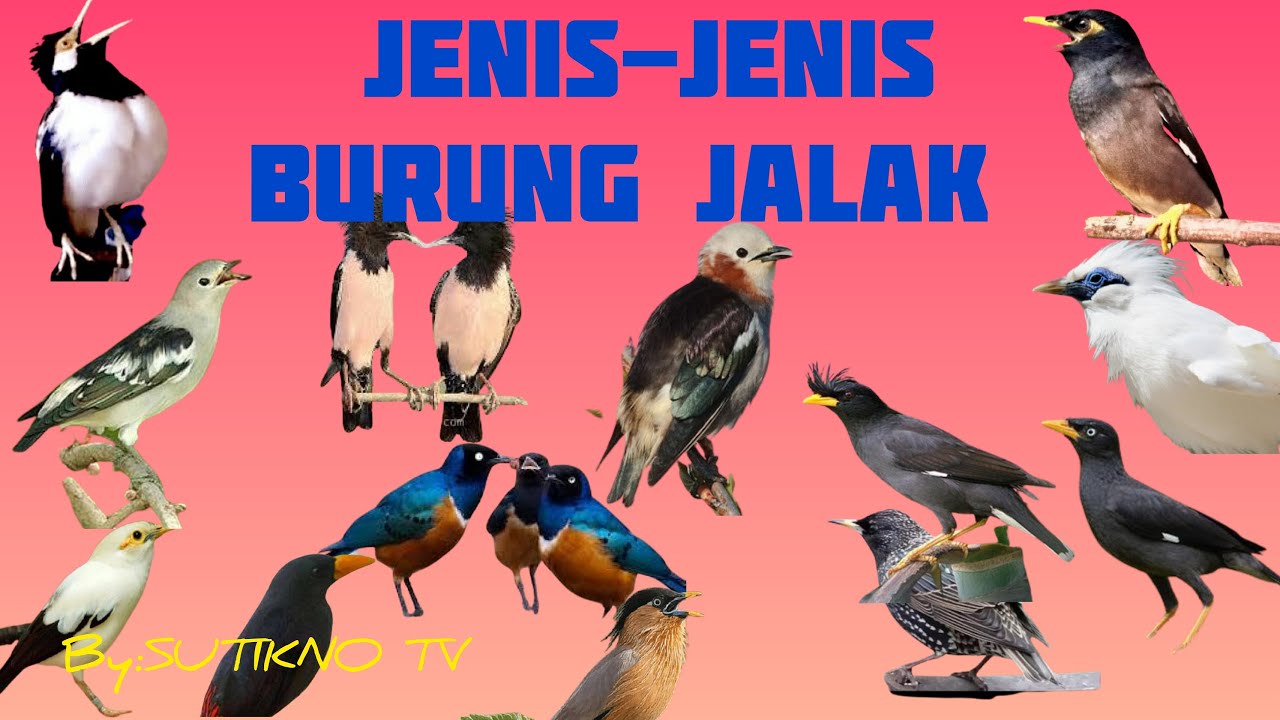 Burung Jalak
