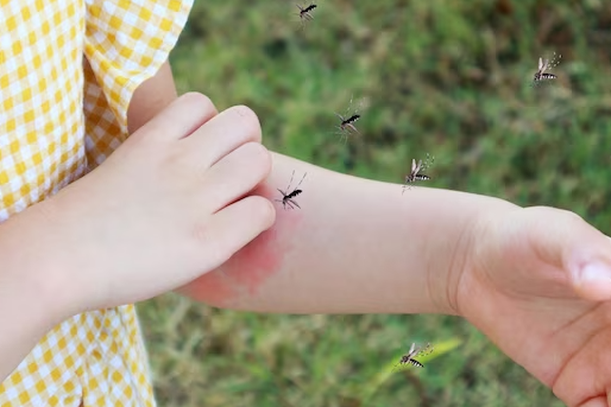 Dampak Gigitan Nyamuk Yang Juga Membahayakan