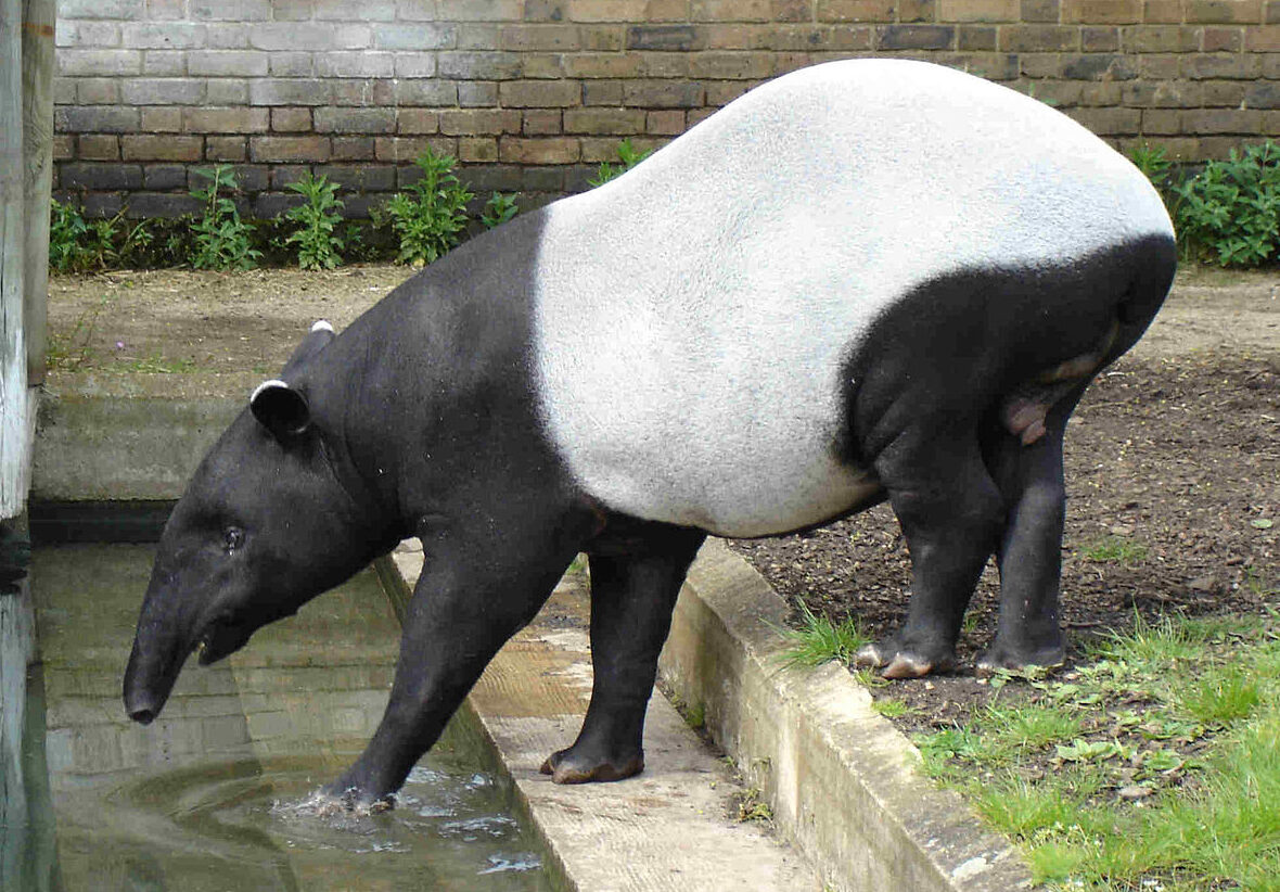 Hewan Tapir Tenuk