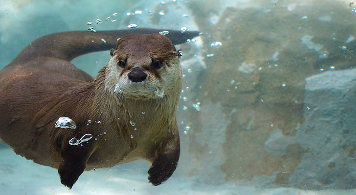Otter Hewan Lucu Biasa Di Sebut Berang-Berang