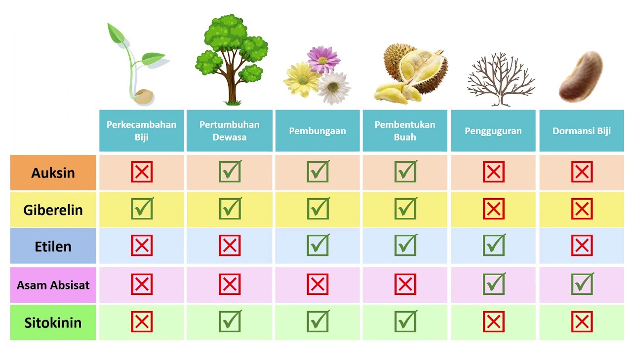 Peran Fitohormon Pertumbuhan Dan Perkembangan Tumbuhan