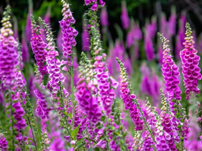 Tanaman Paling Berbahaya Yang Dapat Membunuh Manusia