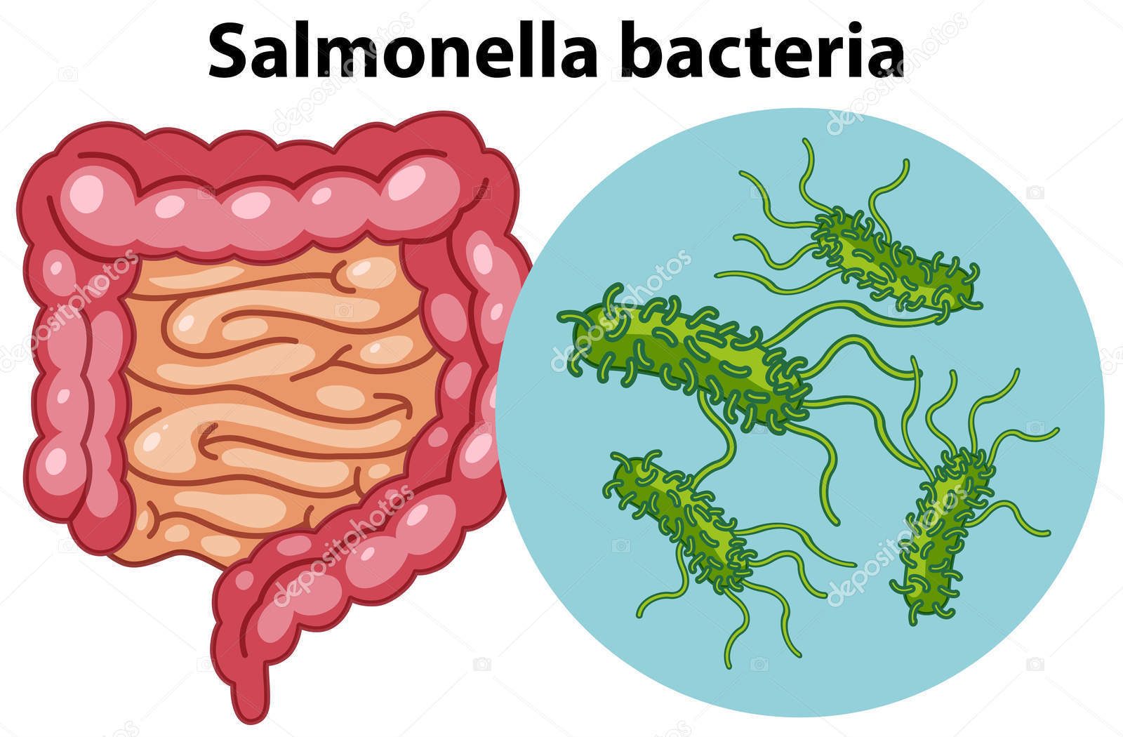Mengenal Salmonella