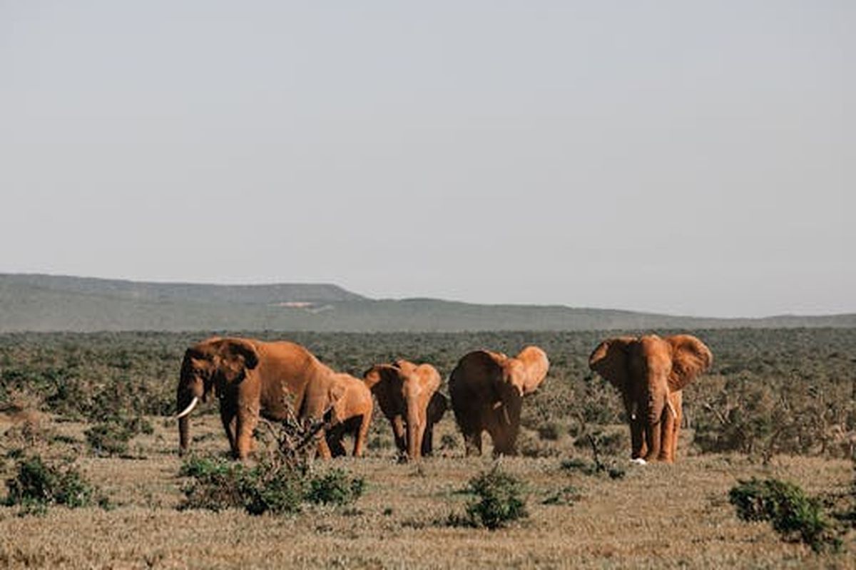 Adaptasi Taman Nasional Kenya Terhadap Perubahan Iklim