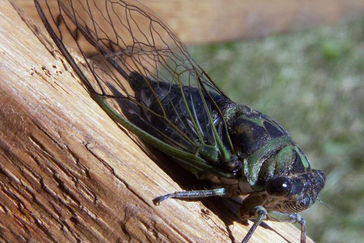 Melirik Tonggeret: "Udang Terbang" Sumber Gizi Dari Papua