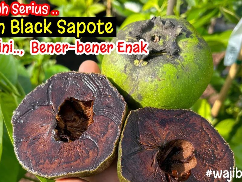 Black Sapote