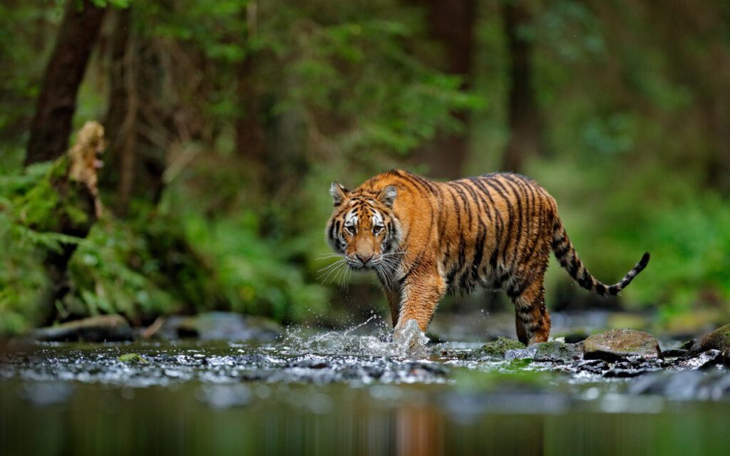 Harimau Sumatera, Sang Raja Hutan Yang Terancam Punah