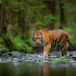 Harimau Sumatera, Sang Raja Hutan Yang Terancam Punah