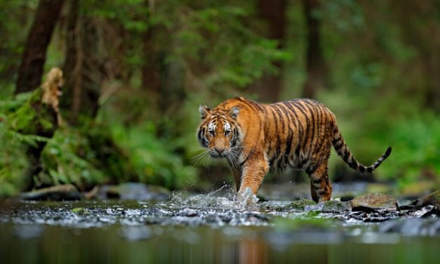 Harimau Sumatera, Sang Raja Hutan Yang Terancam Punah