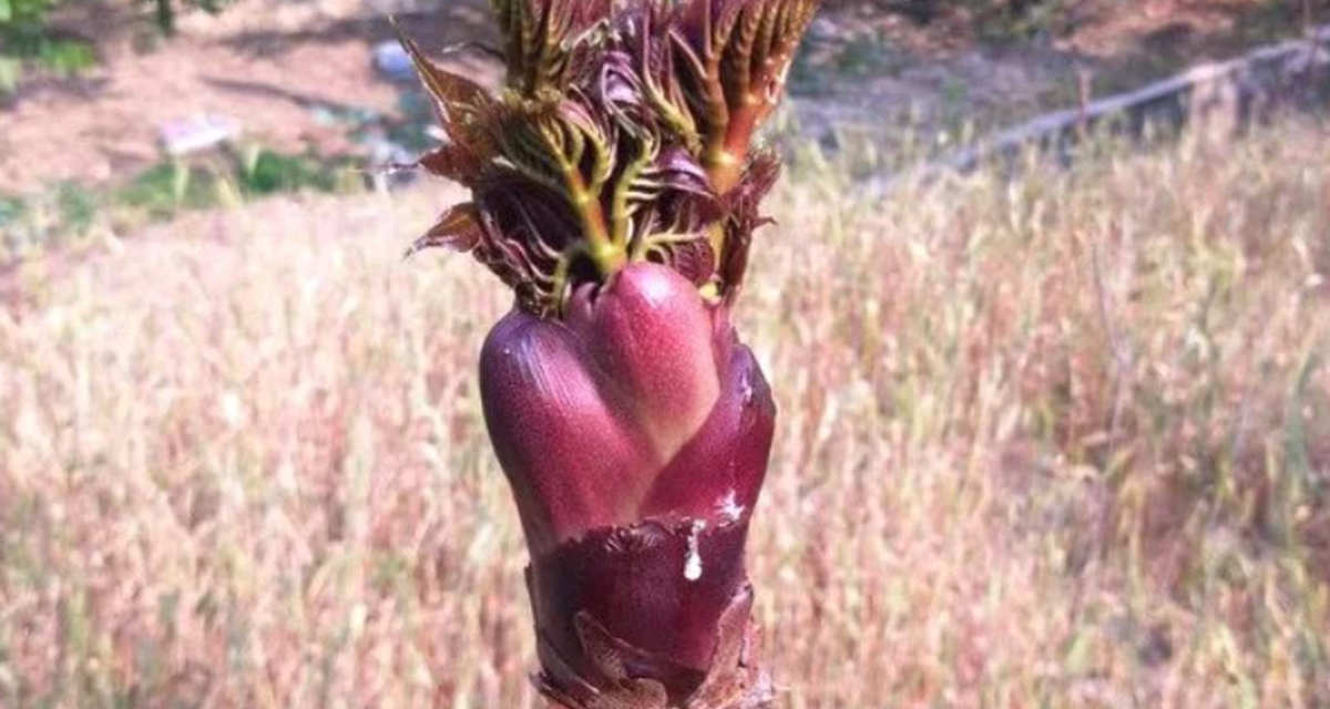 Sayuran Liar Vietnam Di nobatkan Makanan Nomor Satu Di Dunia