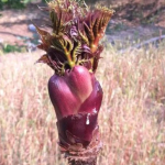 Sayuran Liar Vietnam Di nobatkan Makanan Nomor Satu Di Dunia