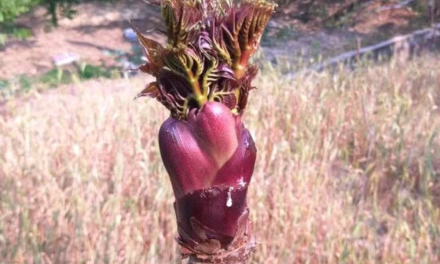 Sayuran Liar Vietnam Di nobatkan Makanan Nomor Satu Di Dunia