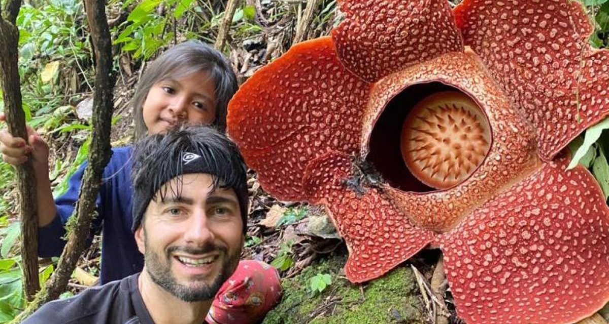 Bunga Rafflesia Keajaiban Alam Yang Menarik Perhatian Dunia