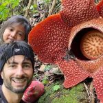 Bunga Rafflesia Keajaiban Alam Yang Menarik Perhatian Dunia