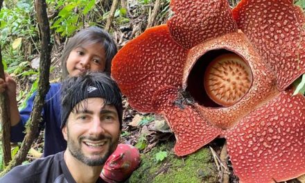 Bunga Rafflesia Keajaiban Alam Yang Menarik Perhatian Dunia