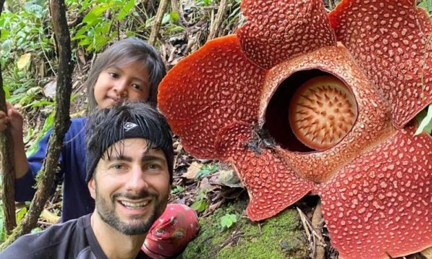 Bunga Rafflesia Keajaiban Alam Yang Menarik Perhatian Dunia