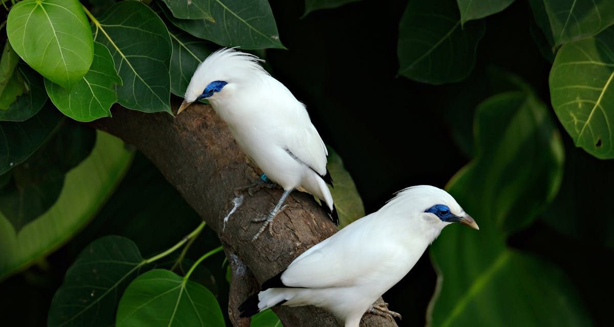 Burung Jalak Bali, Burung Endemik yang Terancam Punah