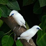 Burung Jalak Bali, Burung Endemik yang Terancam Punah