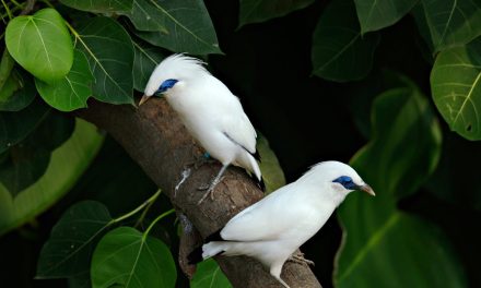 Burung Jalak Bali, Burung Endemik yang Terancam Punah