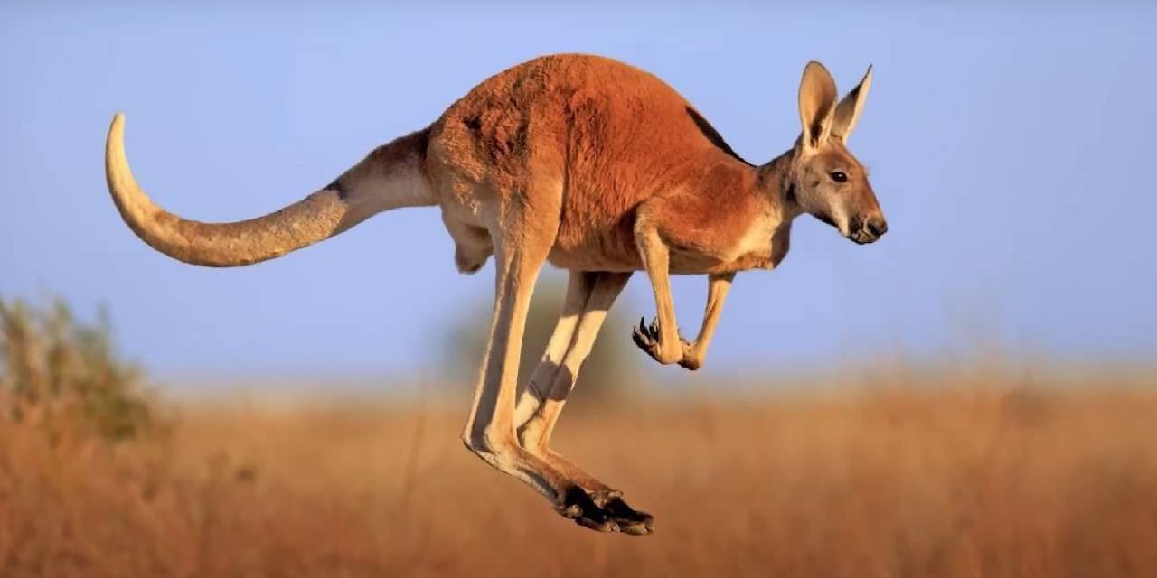 Kangguru Merah, Raja Gurun Australia Yang Lincah