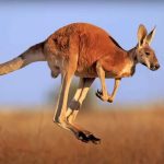 Kangguru Merah, Raja Gurun Australia Yang Lincah