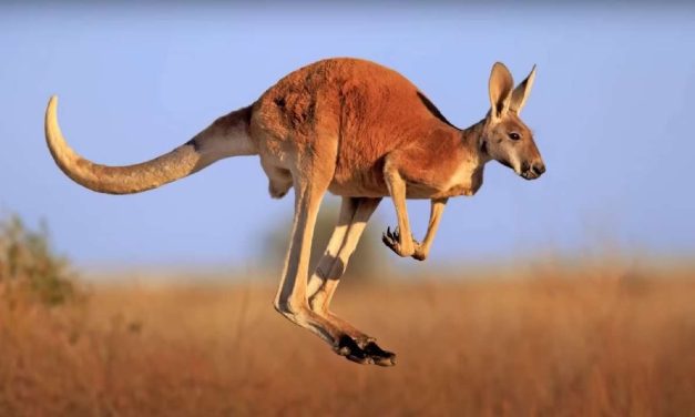 Kangguru Merah, Raja Gurun Australia Yang Lincah