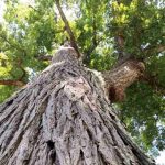 Kayu Mahoni Si Merah Eksotis Yang Bernilai Tinggi