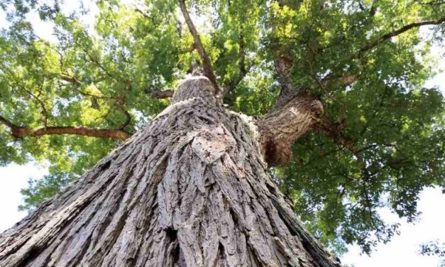 Kayu Mahoni Si Merah Eksotis Yang Bernilai Tinggi