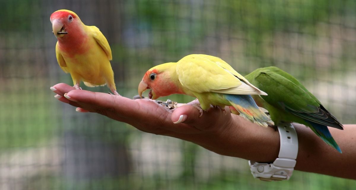 Memelihara Burung Hobi Menyenangkan Dan Banyak Manfaat