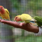 Memelihara Burung Hobi Menyenangkan Dan Banyak Manfaat