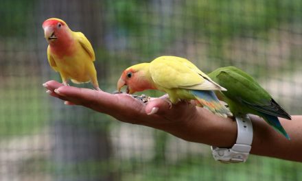 Memelihara Burung Hobi Menyenangkan Dan Banyak Manfaat