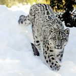 Snow Leopard Macan Tutul Salju Yang Sangat Misterius