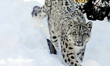 Snow Leopard Macan Tutul Salju Yang Sangat Misterius