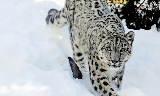 Snow Leopard Macan Tutul Salju Yang Sangat Misterius