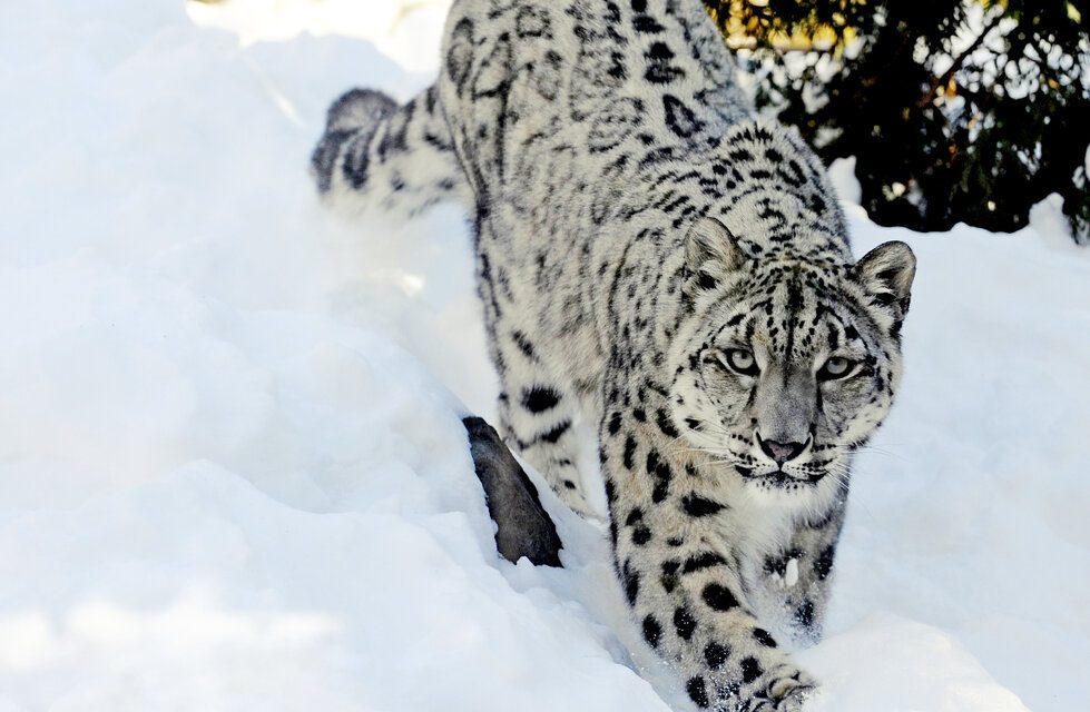 Snow Leopard Macan Tutul Salju Yang Sangat Misterius