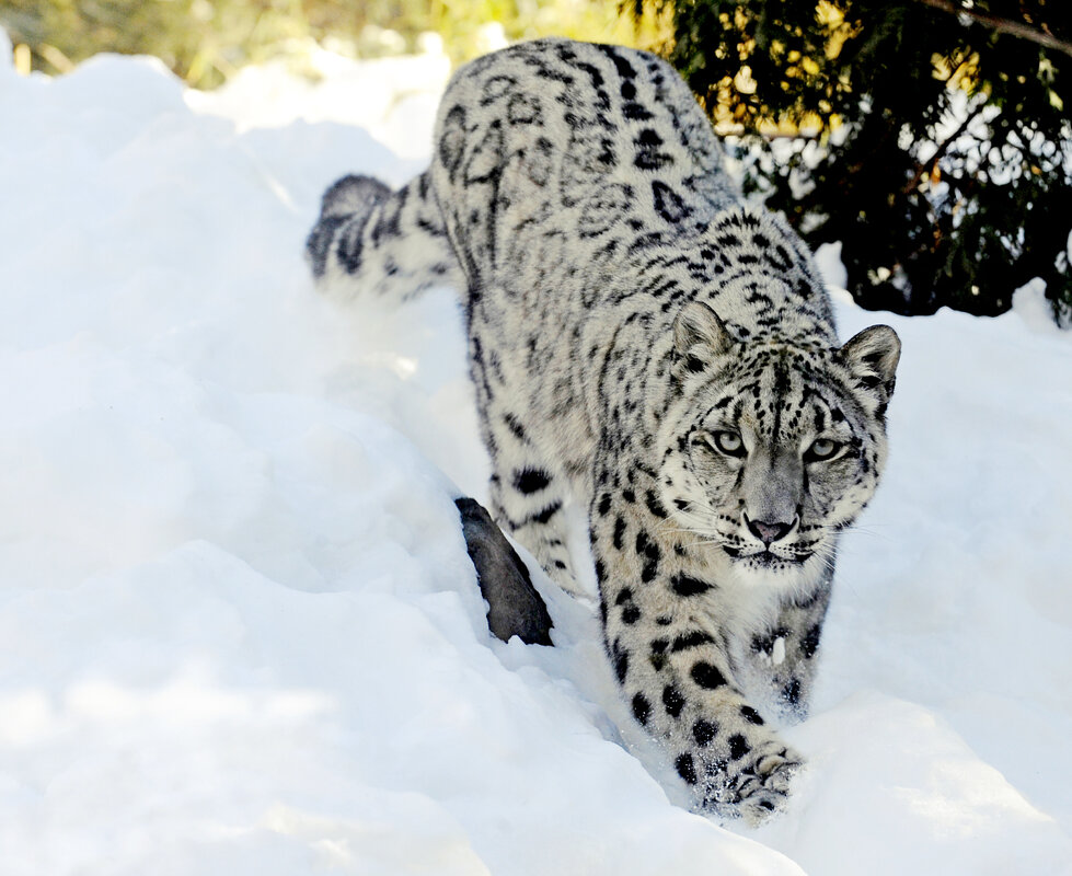 Snow Leopard