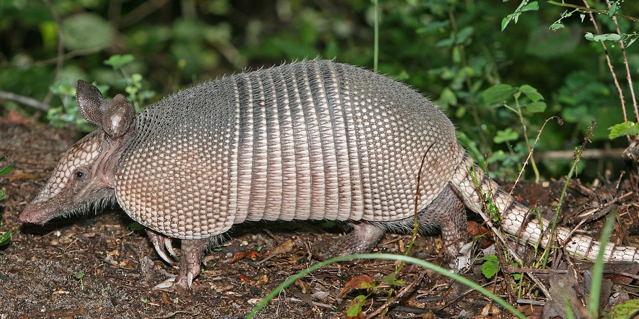 Armadillo Si Penjelajah Bersisik Dari Amerika, Tetap Di Lestarikan