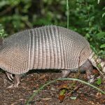 Armadillo Si Penjelajah Bersisik Dari Amerika, Tetap Di Lestarikan