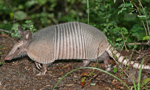 Armadillo Si Penjelajah Bersisik Dari Amerika, Tetap Di Lestarikan