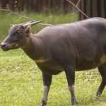 Hewan Anoa Endemik Indonesia Yang Terancam Punah
