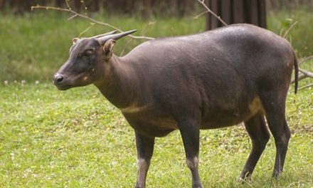 Hewan Anoa Endemik Indonesia Yang Terancam Punah