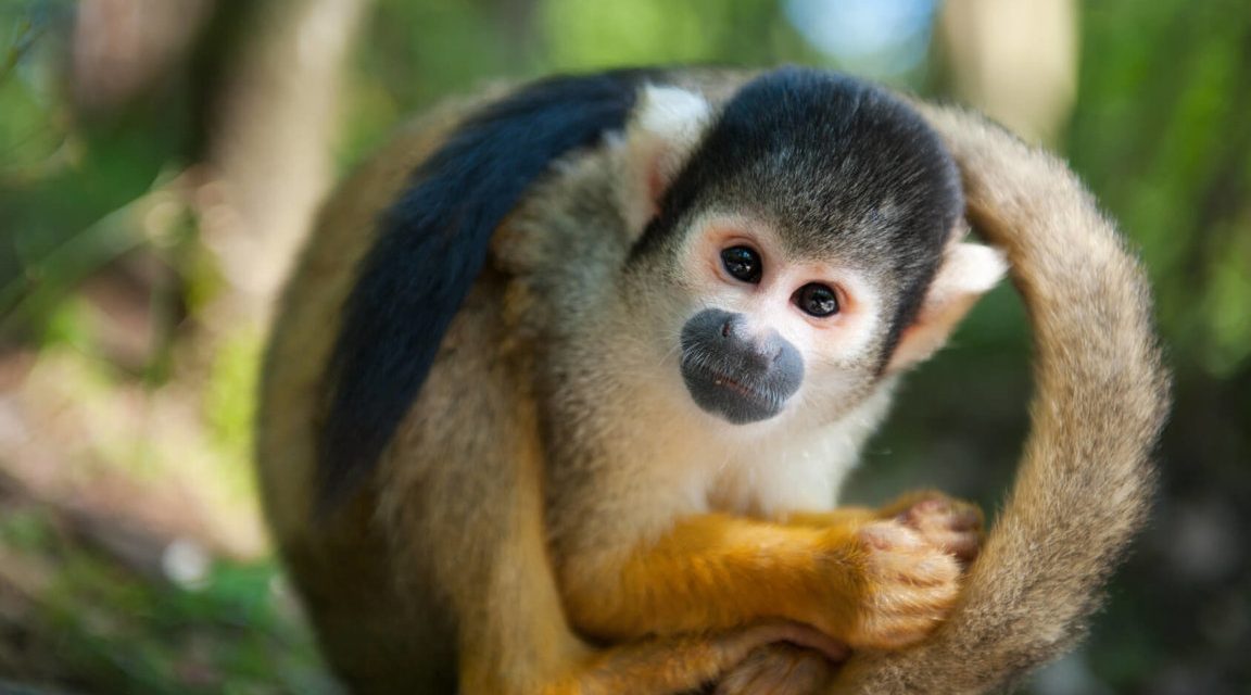 Monyet Tupai Si Kecil Yang Lincah Dan Cerdas