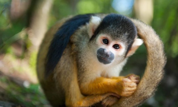 Monyet Tupai Si Kecil Yang Lincah Dan Cerdas