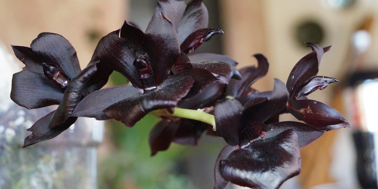 Tanaman Anggrek Hitam Keindahan Yang Langka Dan Misterius