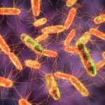 Waspada Terhadap Bakteri Salmonella Yang Menyebabkan Diare