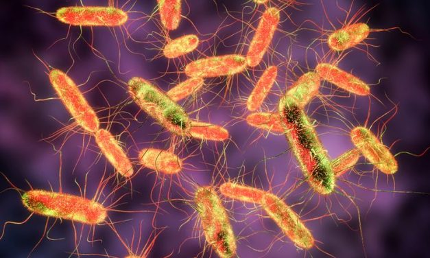 Waspada Terhadap Bakteri Salmonella Yang Menyebabkan Diare