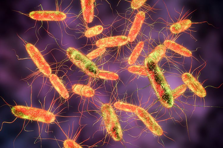 Waspada Terhadap Bakteri Salmonella Yang Menyebabkan Diare