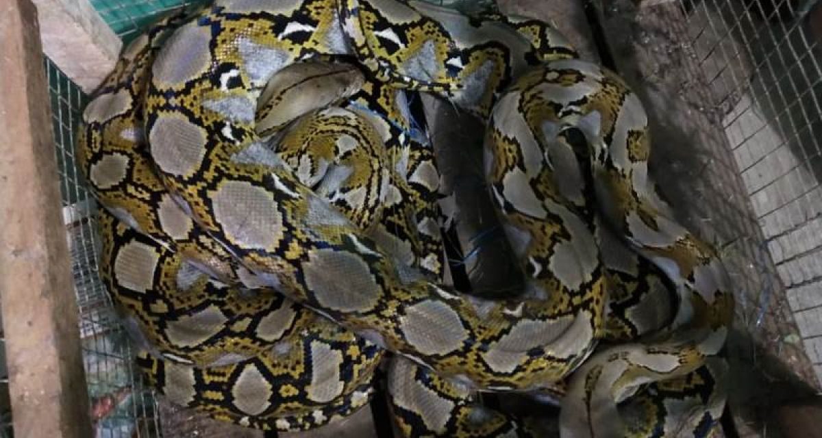 Ular Sanca Batik Reptil Eksotis Dan Memukau