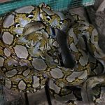 Ular Sanca Batik Reptil Eksotis Dan Memukau