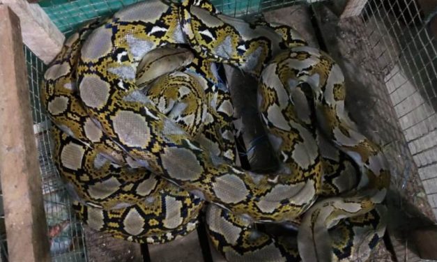 Ular Sanca Batik Reptil Eksotis Dan Memukau